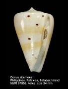 Conus eburneus (7)